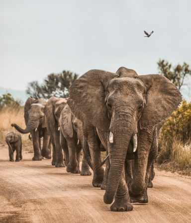African Safari Safari